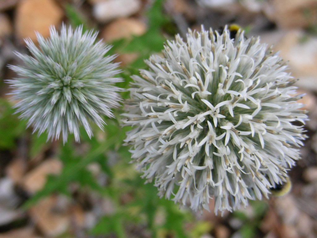 BIG  BANG ... in un fiore Echinops sphaerocephalus